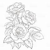 Bouquet Roses Tattoo Strokes Contour Tattoodaze sketch template