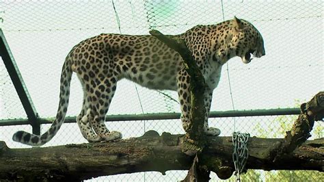 luipaard safaripark beekse bergen youtube