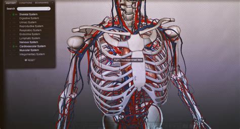 The Human Anatomy Animated With 3 D Technology The New York Times