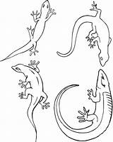 Lizard Coloring Pages Print Color Coloring2print sketch template