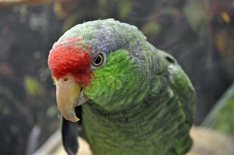 small green parrot species
