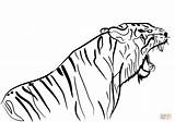 Tigre Tegninger Tijger Ausmalen Tigri Ausmalbild Disegnare Til Farvelaegning Copiare Kategorier sketch template