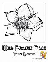 Flower State Coloring Pages Dakota North Printable Wild Choose Board Books Iowa Discover sketch template