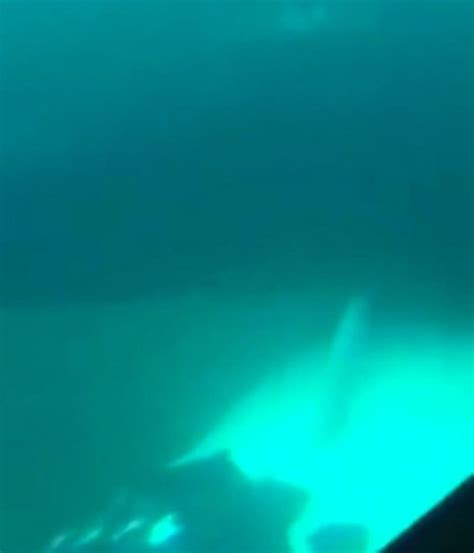 Two Huge Whales Having Sex Filmed Off The Coast Of Argentina Mirror