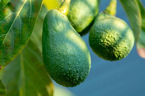 How To Plant And Grow Avocados Harvest To Table