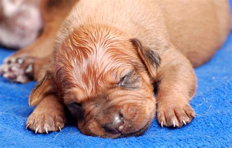 puppyhood   expect   newborn   weeks dog ownership wag
