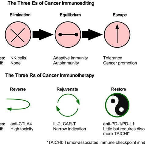 Principles Of Immunoediting And Immunotherapy Of Cancer A The 3es