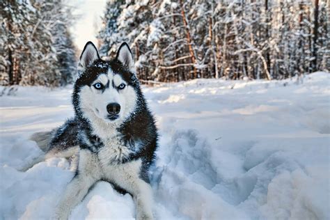breed siberian husky highland canine training