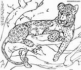 Leopard Coloring Pages Print Tree sketch template
