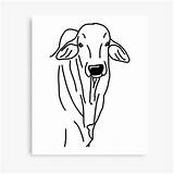Brahman Cattle Canvas Prints Redbubble Print sketch template