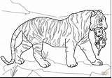 Lynx Coloring Pages Big Color Getcolorings Cat sketch template