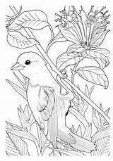 Encantado Floresta Encantada Antiestresse Adultos Jardins Oiseaux Tickles Pássaros sketch template