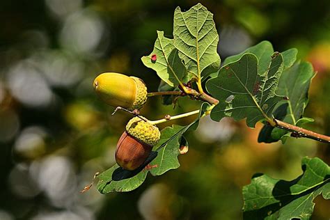 grow oak trees  acorns forest wildlife