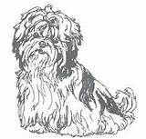 Tzu Shih Coloring Dog Pages Colouring Stamp Dogs Shihtzu Rubber Printable Adult Wide Size Tall Google Amazon Drawings Apso Lhasa sketch template