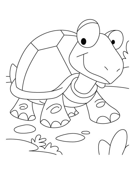 tortoise won  race coloring pages   tortoise won