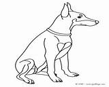 Coloring Pages Pinscher Miniature Getcolorings Poodle sketch template
