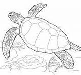 Coloring Turtle Pages Sea Turtles Hawksbill Printable sketch template