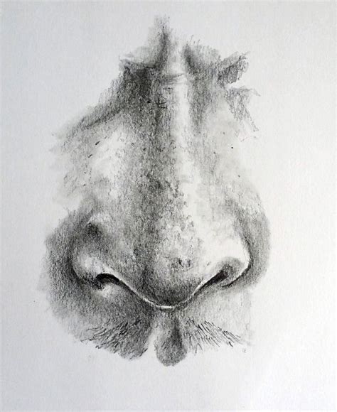 draw  nose
