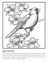 Cardinals Cardinal Dxf sketch template
