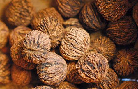 Black Walnuts Nutritious Native Nut Worth Cracking Edible Jersey