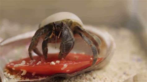 hermit crabs eat whats  favorite food pet spruce