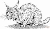Lynx Bobcat Luchs Bobcats Lince Eurasian Coloriages sketch template