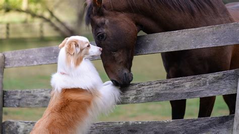 wist jij dat paarden en honden elkaar begrijpen horsetags