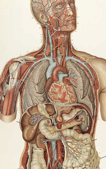 anatomia inimii