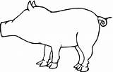 Schwein Umriss Contorno Cerdo Kategorien sketch template
