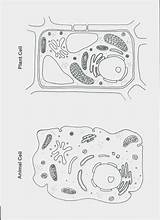 Worksheet Organelles Cells Their Coloring Cell Plant Awesome Plantimage Source Club sketch template