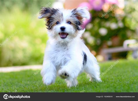 cute happy puppy running  summer green grass stock photo  info