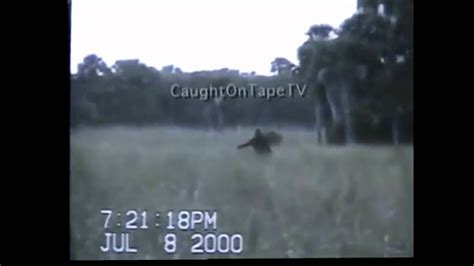florida skunk ape video stabilized youtube