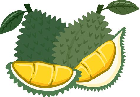 durian collection fruits  png