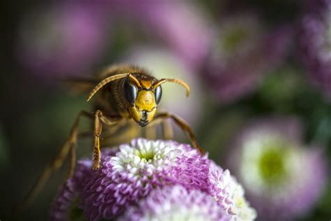 aziatische hoornaar bestreden met zendertje zo nws