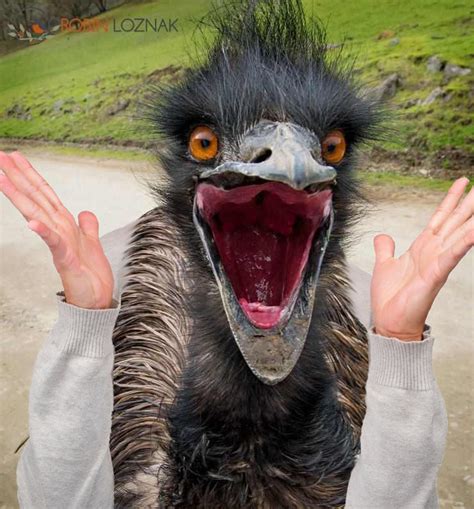 The Surprised Emu [by Request] Birdswitharms