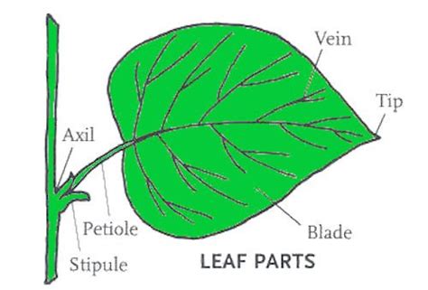 leaf parts diagram