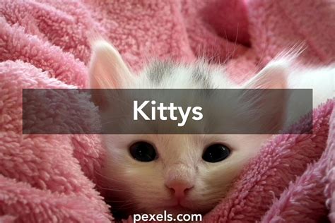 Kittys · Pexels