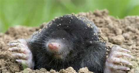 How To Get Rid Of Moles In The Garden Happysprout