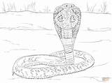 Cobra Coloring Pages Indian King Snake Realistic Printable Snakes Supercoloring Coral Color Drawing Reptiles sketch template