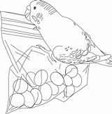 Parakeet Bestcoloringpagesforkids Parakeets Bird sketch template