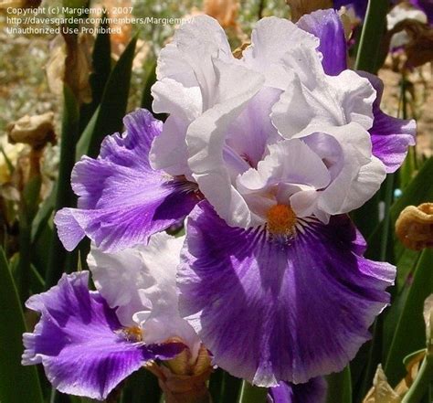 Plantfiles Pictures Tall Bearded Iris Making A Splash Iris Tall