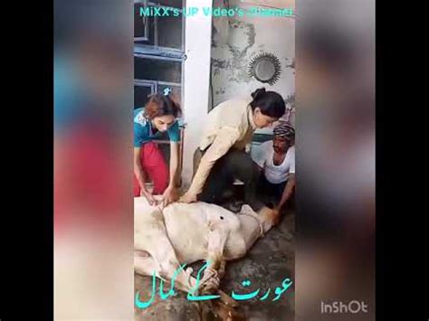 woman slaughtering  animal aaort janor thbh krt oe youtube