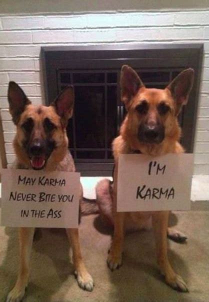 karma joke dog shaming funny dog shaming dog shaming pictures
