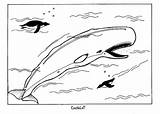 Whale Coloring Pages Printable Kids Beluga Sheets Whales Sea Sheet Animal Sperm Bestcoloringpagesforkids Shark Book Choose Board Print sketch template