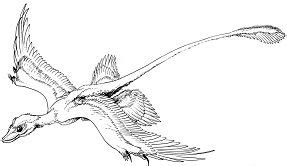 microraptor gliding coloring page  coloring pages