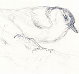 Pencil Yank Breasted Nuthatch Sketch 2010 Red November sketch template