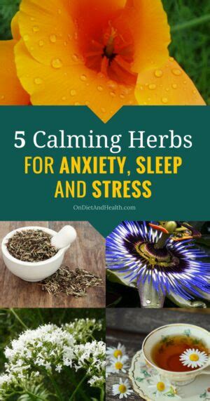 5 Calming Herbs For Anxiety Sleep And Stress