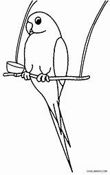 Flying Parrot Coloring Pages Bird Birds Getcolorings Getdrawings Printable Color Drawing sketch template