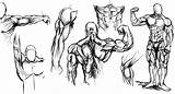 Anatomy Torso Fc06 Personagem Step Salvo sketch template