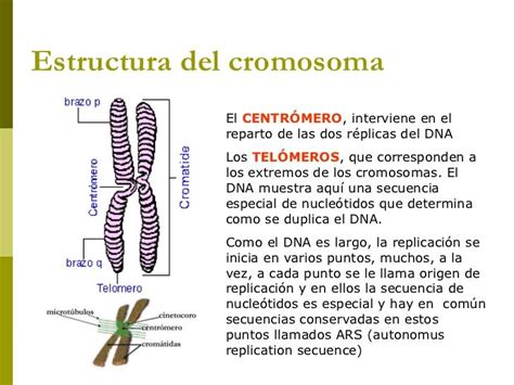 Resultado De Imagen Para Cromosomas Estructura Y Funcion Cromosomas
